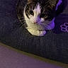 animal, bed, black_bed, cat, closeup, cozy, cute, domestic_cat, feline, floor, fur, indoor, looking_up, pet, purple_light, quiet, relaxed, resting, soft, whiskers