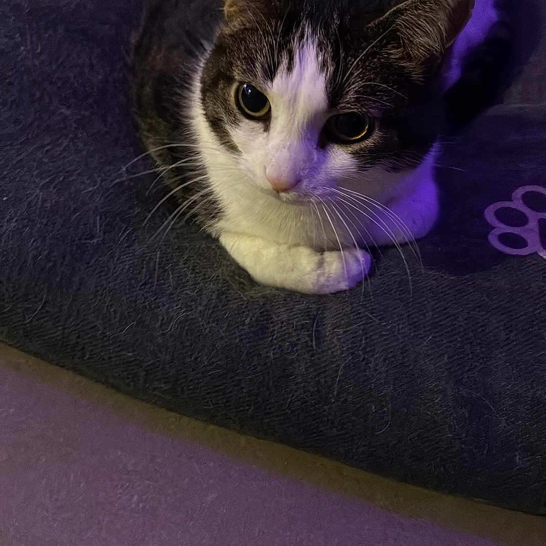 Vegeta participe au concours pour gagner de l'argent avec cette photo : cat, pet, animal, feline, fur, bed, indoor, purple_light, cute, resting, whiskers, closeup, looking_up, domestic_cat, soft, cozy, black_bed, relaxed, floor, quiet