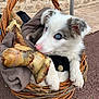 Roco participe au concours pour gagner de l'argent avec cette photo : puppy, dog, basket, blanket, bone, blue_eyes, wicker, cute, pet, animal, fur, outdoor, stone_wall, pavement, resting, young_dog, nose, ears, paws, curious