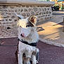 Roco a rejoint le concours — aidez-le/la à gagner de superbes lots ! dog, blue_eyes, pink_nose, outdoor, stone_wall, tree, pavement, sunlight, shadow, sitting, leash, curious, fur, pet, animal, daytime, nature, closeup, portrait, canine