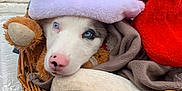Roco a rejoint le concours — aidez-le/la à gagner de superbes lots ! puppy, dog, basket, blue_eyes, santa_hat, blanket, plush_toy, outdoor, cute, pet, holiday, cozy, fur, canine, resting, closeup, animal, nose, whiskers, sleepy