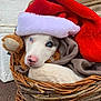puppy, dog, basket, blue_eyes, santa_hat, blanket, plush_toy, outdoor, cute, pet, holiday, cozy, fur, canine, resting, closeup, animal, nose, whiskers, sleepy