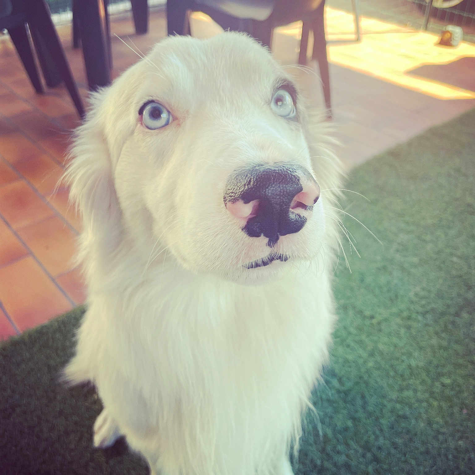 Roco participe au concours pour gagner de l'argent avec cette photo : animal, artificial_grass, blue_eyes, chair, close_up, daylight, dog, fence, floor, fluffy, grass, looking_up, nose, outdoor, pet, plastic_chair, portrait, tile_floor, whiskers, white_dog
