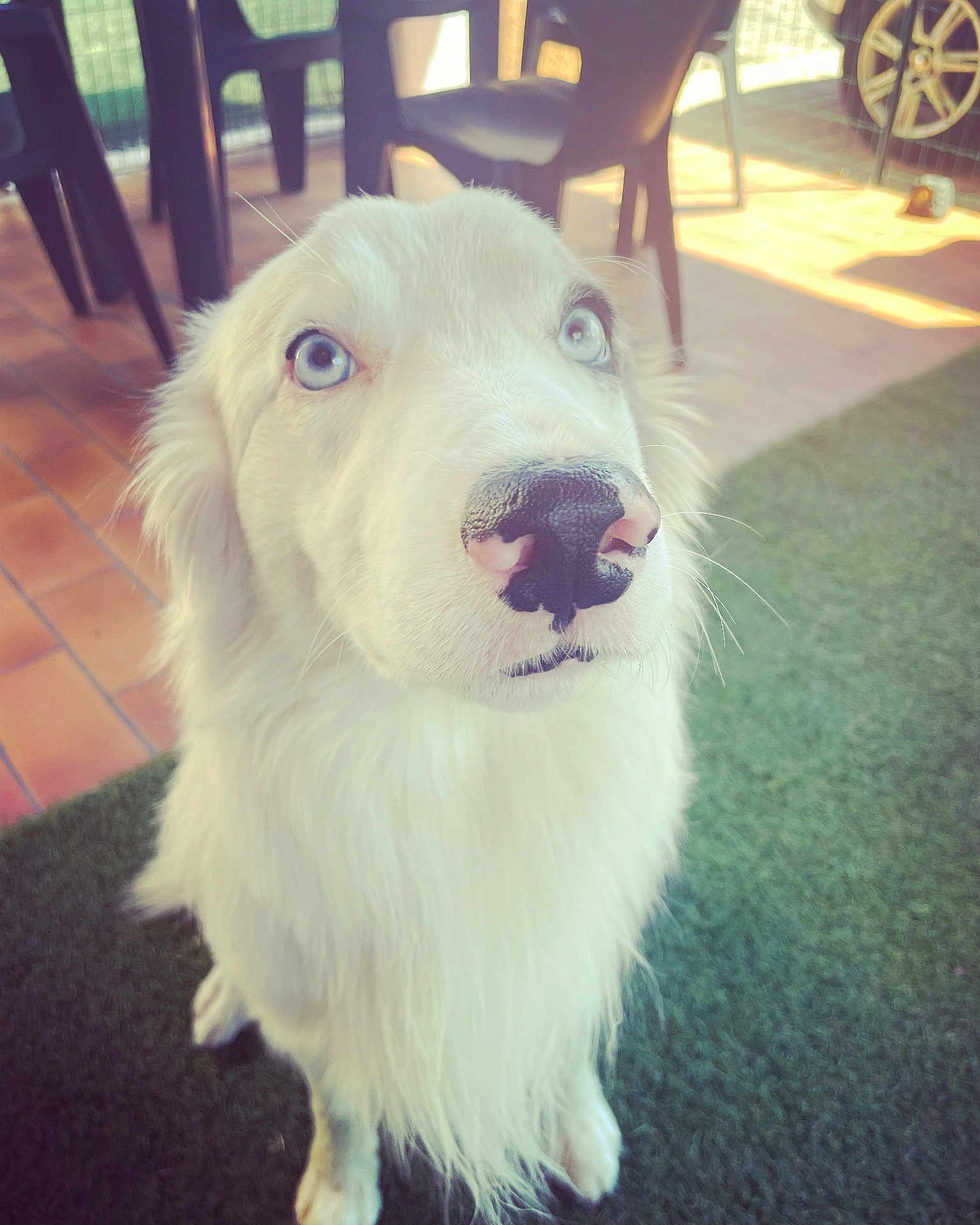 Roco participe au concours pour gagner de l'argent avec cette photo : dog, white_dog, blue_eyes, fluffy, pet, animal, outdoor, grass, artificial_grass, chair, plastic_chair, floor, tile_floor, close_up, portrait, looking_up, daylight, fence, nose, whiskers