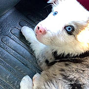 Roco participe au concours pour gagner de l'argent avec cette photo : puppy, dog, blue_eyes, fur, pink_nose, car_floor_mat, black_and_white, pet, animal, laying_down, close_up, cute, young, indoor, texture, lighting, curious, mammal, companion, domestic