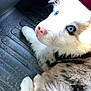 puppy, dog, blue_eyes, fur, pink_nose, car_floor_mat, black_and_white, pet, animal, laying_down, close_up, cute, young, indoor, texture, lighting, curious, mammal, companion, domestic