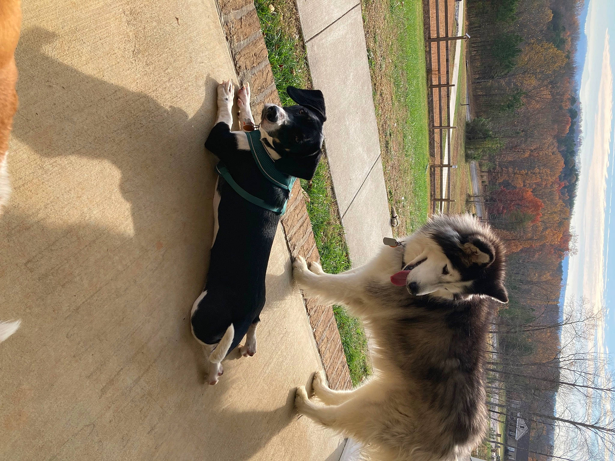 Little Bit joined the competition — help win amazing prizes! carnivore, collar, companion_dog, dog, dog_breed, fawn, felidae, leash, mammal, pet_supply, plant, sky, small_to_medium_sized_cats, snout, sporting_group, tail, tree, water, window, working_animal