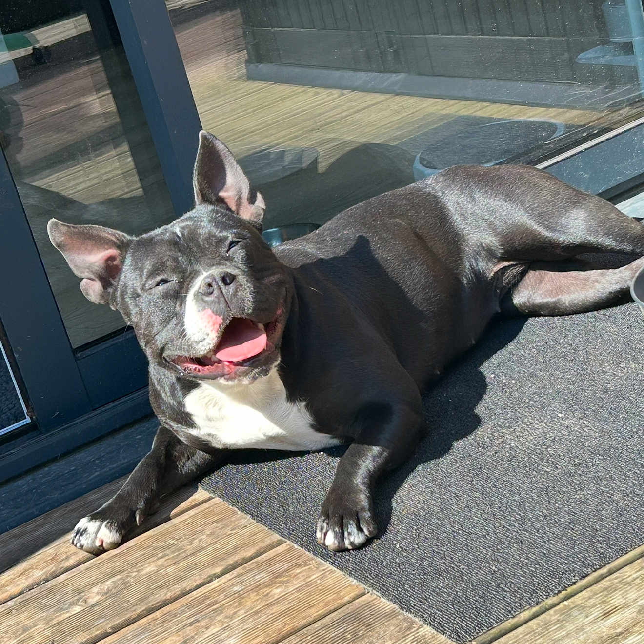 Vaya participe au concours pour gagner de l'argent avec cette photo : animal, black_dog, canine, companion, daylight, dog, ears_up, happy, mat, outdoor, pet, porch, relaxed, resting, smiling, sunlight, tongue, tongue_out, white_chest, wooden_floor