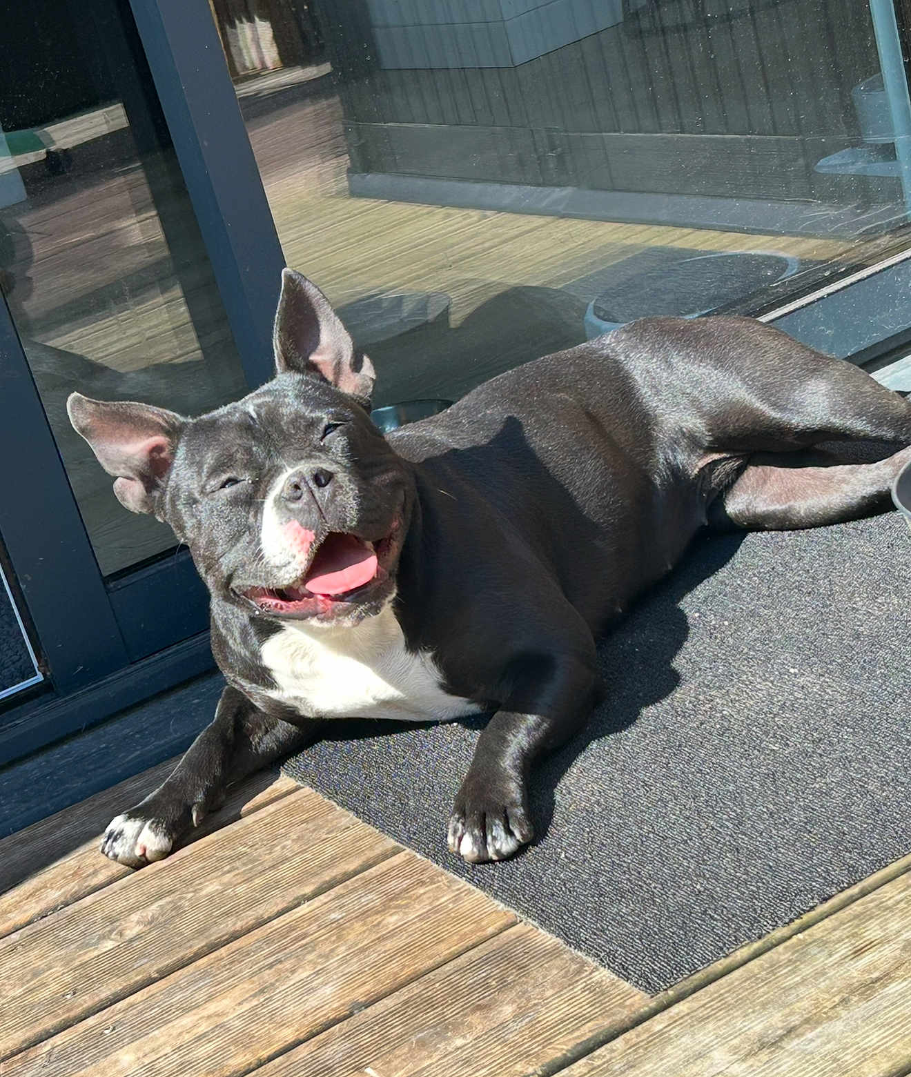 Vaya participe au concours pour gagner de l'argent avec cette photo : animal, black_dog, canine, companion, daylight, dog, ears_up, happy, mat, outdoor, pet, porch, relaxed, resting, smiling, sunlight, tongue, tongue_out, white_chest, wooden_floor