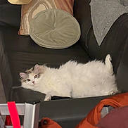 Maple Syrup is registered to the contest to win money with this photo: cat, couch, pillow, blanket, person, hoodie, video_call, coat, jacket, indoor, furniture, relaxing, pet, white_cat, fluffy_cat, table, phone_screen, living_room, casual, comfortable
