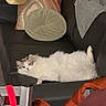 cat, couch, pillow, blanket, person, hoodie, video_call, coat, jacket, indoor, furniture, relaxing, pet, white_cat, fluffy_cat, table, phone_screen, living_room, casual, comfortable