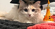 Maple Syrup is registered to the contest to win money with this photo: cat, graduation_cap, tassel, 2026, fluffy, pet, animal, bed, blanket, indoor, closeup, cute, fur, whiskers, portrait, resting, curious, soft, cozy, celebration