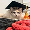 cat, graduation_cap, tassel, 2026, fluffy, pet, animal, bed, blanket, indoor, closeup, cute, fur, whiskers, portrait, resting, curious, soft, cozy, celebration