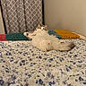 Maple Syrup joined the competition — help win amazing prizes! cat, fluffy, bed, blanket, curtain, floral_bedspread, indoor, relaxed, white_cat, gray_cat, pet, animal, feline, cozy, lying_down, resting, knitted_blanket, patterned_curtain, bedroom, cute