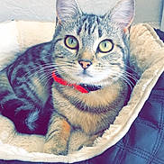 Nirvana a rejoint le concours — aidez-le/la à gagner de superbes lots ! american_shorthair, carnivoran, cat, cat_like_mammal, domestic_short_haired_cat, dragon_li, eye, fur, kitten, mammal, organ, small_to_medium_sized_cats, snout, tabby_cat, whiskers