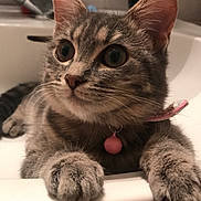 Marley a rejoint le concours — aidez-le/la à gagner de superbes lots ! american_shorthair, carnivoran, cat, cat_like_mammal, chartreux, claw, domestic_short_haired_cat, dragon_li, european_shorthair, fauna, fur, kitten, mammal, paw, russian_blue, small_to_medium_sized_cats, snout, tabby_cat, whiskers