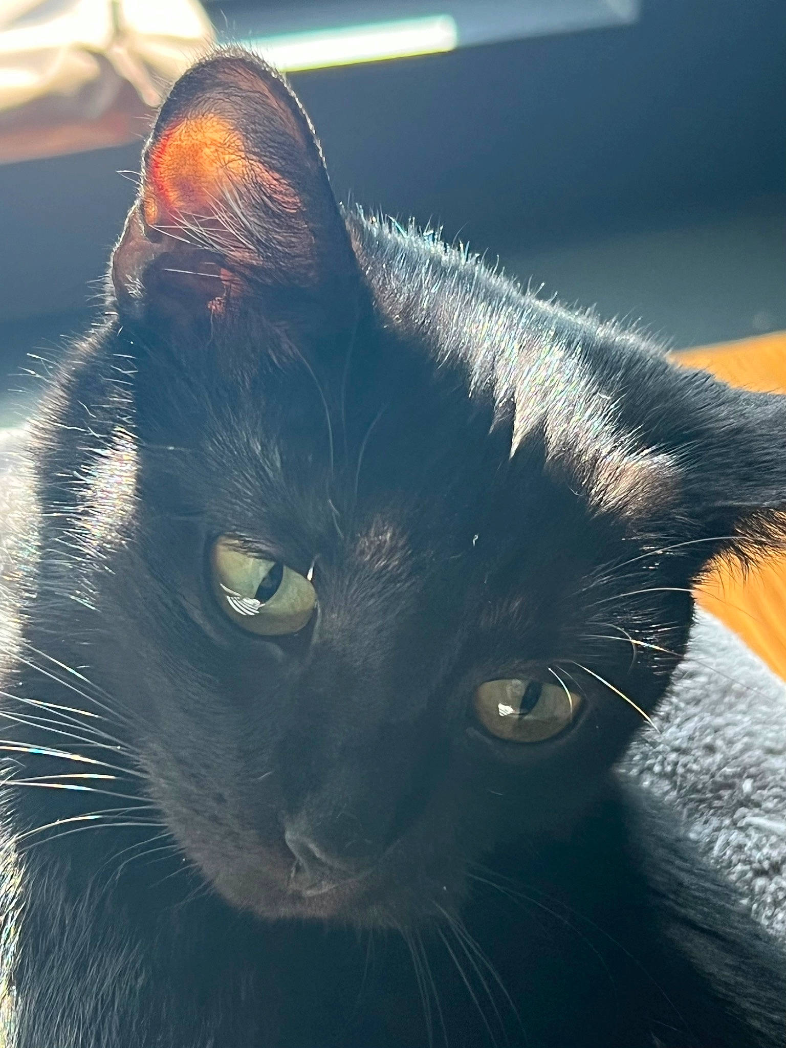 Briggs is registered to the contest to win money with this photo: black_cat, bombay, carnivore, cat, close_up, darkness, domestic_short_haired_cat, electric_blue, felidae, fur, hair, sky, small_to_medium_sized_cats, snout, terrestrial_animal, whiskers, window