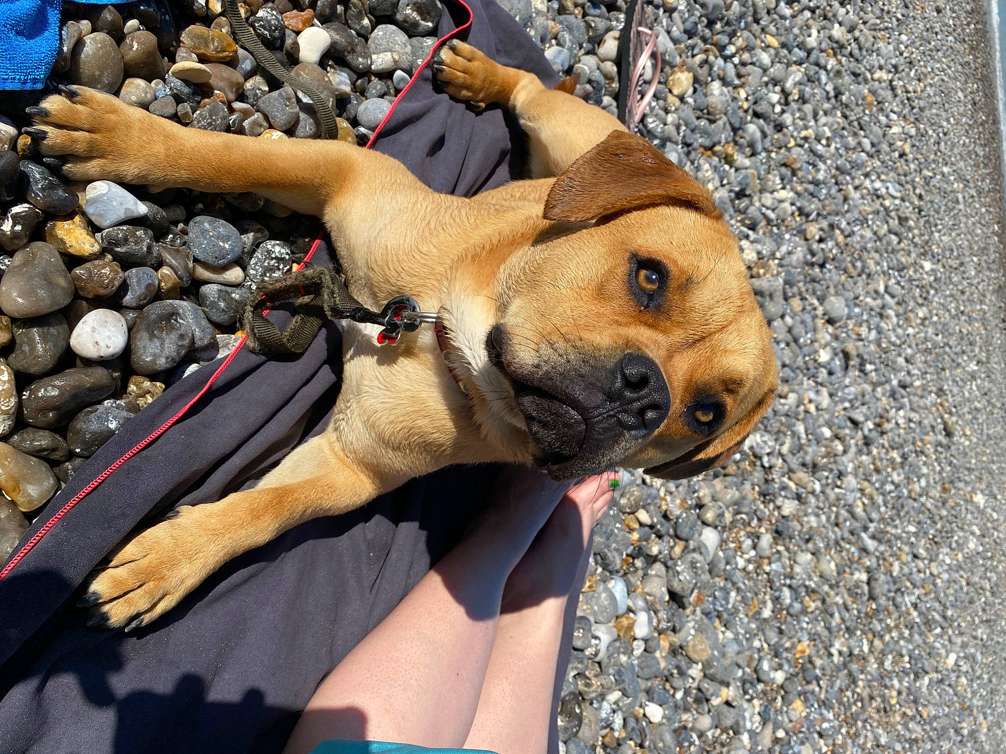 Brako participe au concours pour gagner de l'argent avec cette photo : barechested, beach, blue, canidae, carnivore, companion_dog, dog, dog_breed, dog_supply, fawn, foot, fur, human_leg, paw, rock, snout, sporting_group, street_dog, sunglasses, thigh