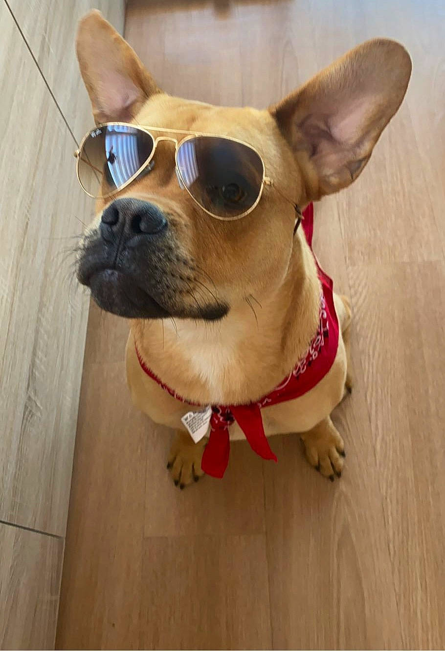 Brako participe au concours pour gagner de l'argent avec cette photo : carnivore, chihuahua, collar, companion_dog, dog, dog_breed, dog_collar, dog_supply, eyewear, fawn, glasses, goggles, head, pet_supply, sunglasses, toy_dog, vision_care, whiskers, wood, working_animal