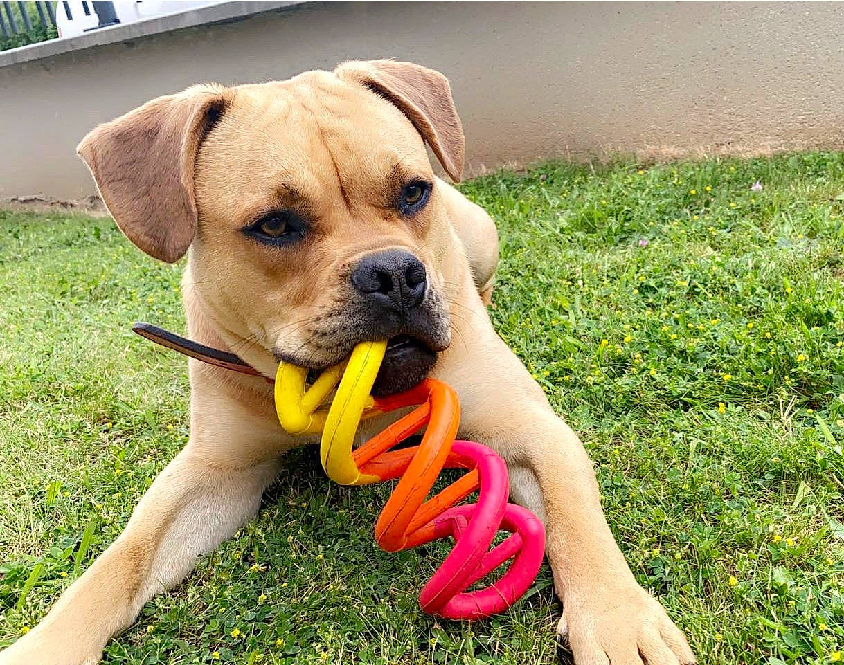 Brako participe au concours pour gagner de l'argent avec cette photo : canidae, carnivore, collar, companion_dog, dog, dog_breed, dog_collar, dog_supply, fashion_accessory, fawn, grass, guard_dog, happy, paw, plant, puggle, snout, sporting_group, whiskers, working_animal