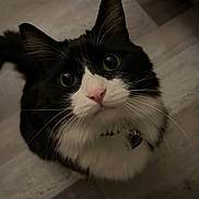 Leo joined the competition — help win amazing prizes! cat, black_and_white, pet, whiskers, pink_nose, curious, looking_up, indoor, floor, feline, animal, close_up, fluffy, domestic_cat, cute, eyes, portrait, fur, collar, tabby