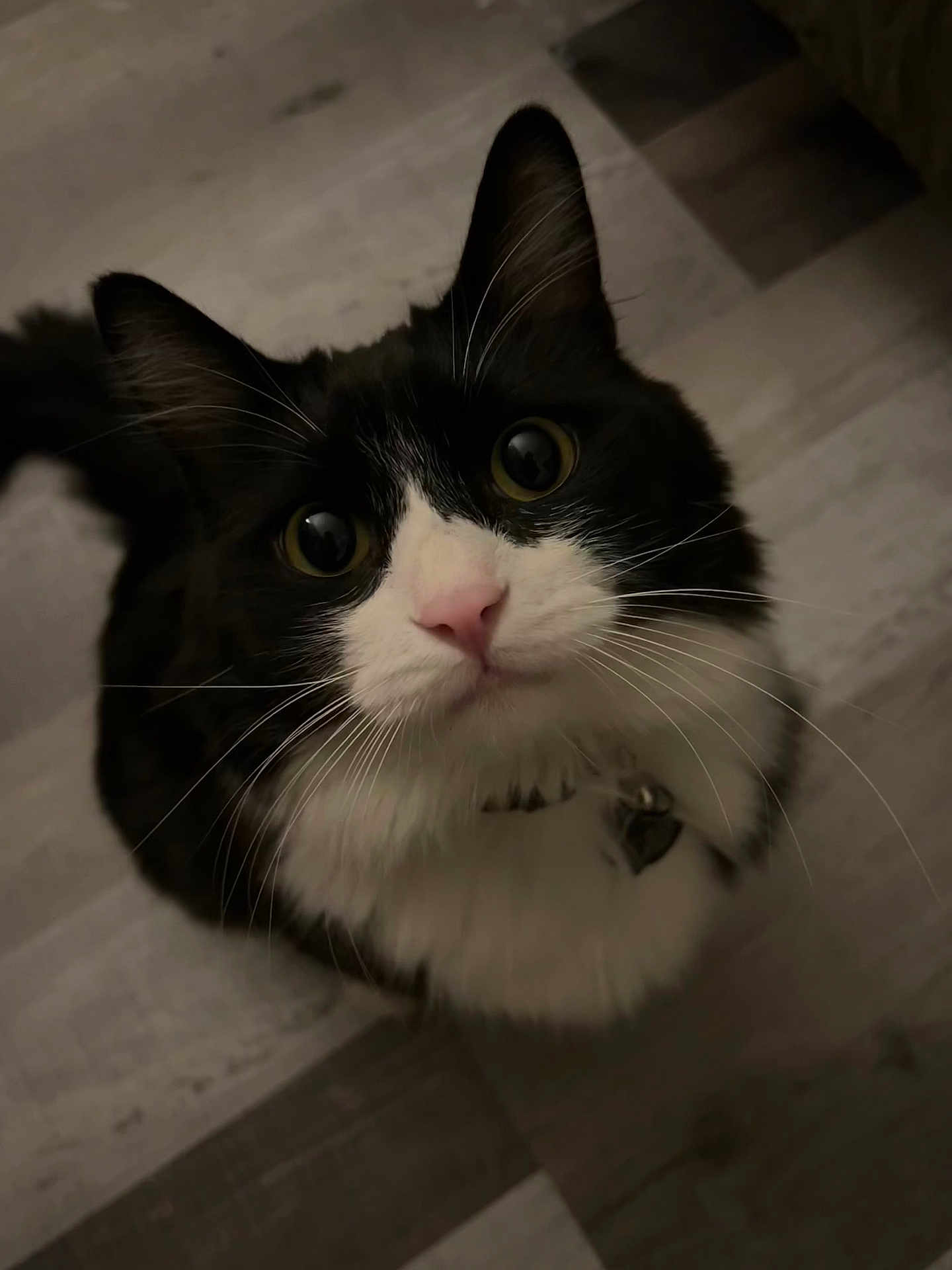 Leo