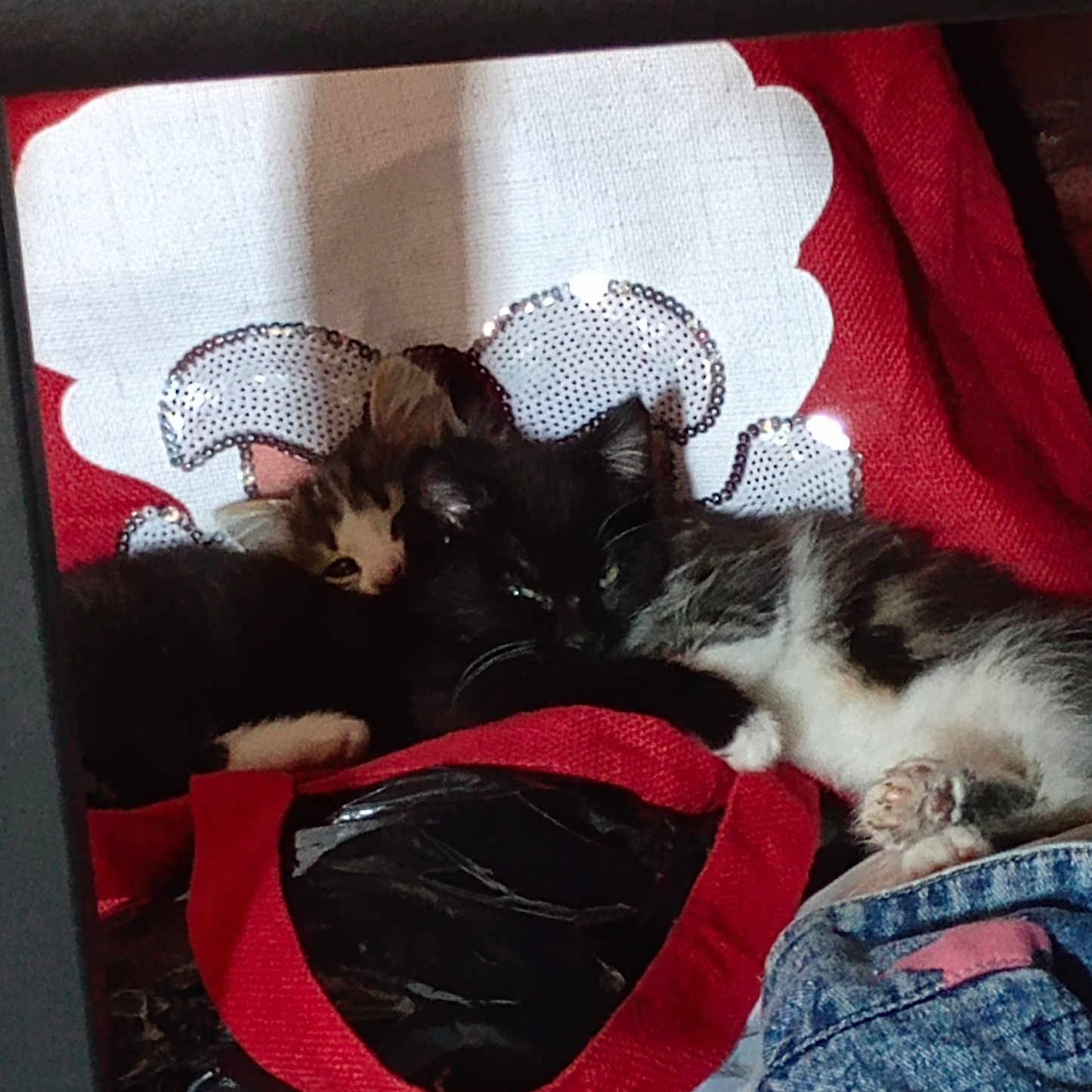 Gizmo And Oreo joined the competition — help win amazing prizes! animal, black, cat, clothing, cozy, cute, denim, fur, grey, indoor, kitten, paws, pet, red_bag, resting, sequins, sleeping, snuggling, stars, white