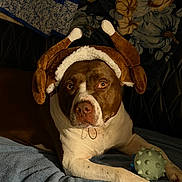Oscar joined the competition — help win amazing prizes! dog, pet, animal, costume, turkey_hat, toy, ball, blanket, indoor, brown, white, fur, cute, looking_at_camera, cozy, resting, expression, playful, comfortable, household