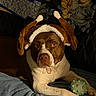 dog, pet, animal, costume, turkey_hat, toy, ball, blanket, indoor, brown, white, fur, cute, looking_at_camera, cozy, resting, expression, playful, comfortable, household