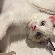 Demdem a rejoint le concours — aidez-le/la à gagner de superbes lots ! cat, kitten, blue_eyes, white_fur, whiskers, paw, lying_down, bed, blanket, fabric, close_up, indoor, pet, cute, curious, playful, animal, fur, face, ears