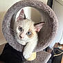 Demdem a rejoint le concours — aidez-le/la à gagner de superbes lots ! kitten, cat, blue_eyes, cat_tunnel, furry, pet, curious, indoor, animal, cute, whiskers, ears, paw, soft, cozy, feline, home, playful, young, looking