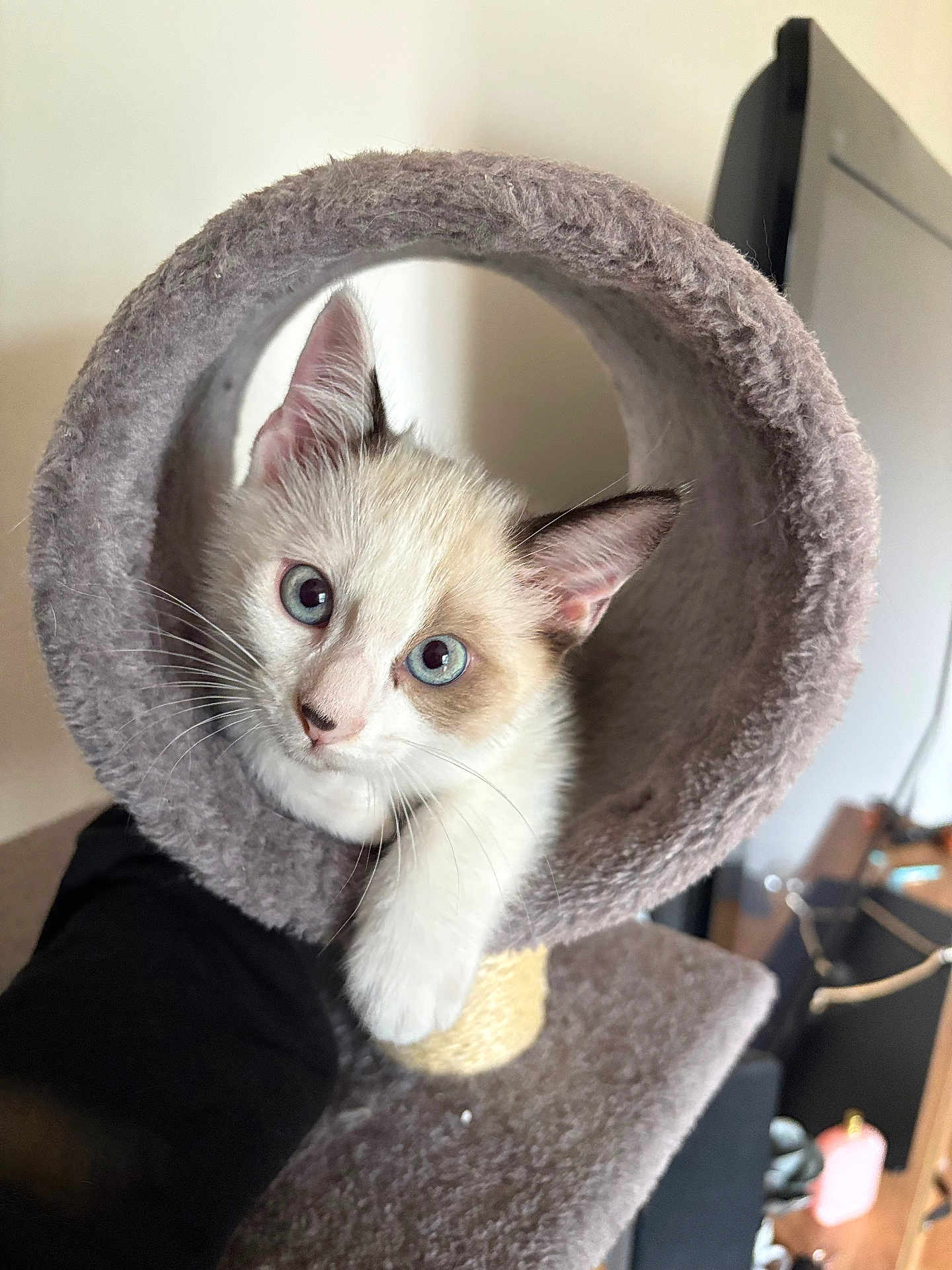 Demdem a rejoint le concours — aidez-le/la à gagner de superbes lots ! kitten, cat, blue_eyes, cat_tunnel, furry, pet, curious, indoor, animal, cute, whiskers, ears, paw, soft, cozy, feline, home, playful, young, looking