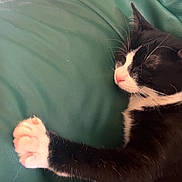 Aya a rejoint le concours — aidez-le/la à gagner de superbes lots ! cat, black_and_white, sleeping, paw, fur, pet, indoor, leather_couch, green, cozy, relaxing, whiskers, animal, feline, resting, cute, closeup, soft, home, comfort