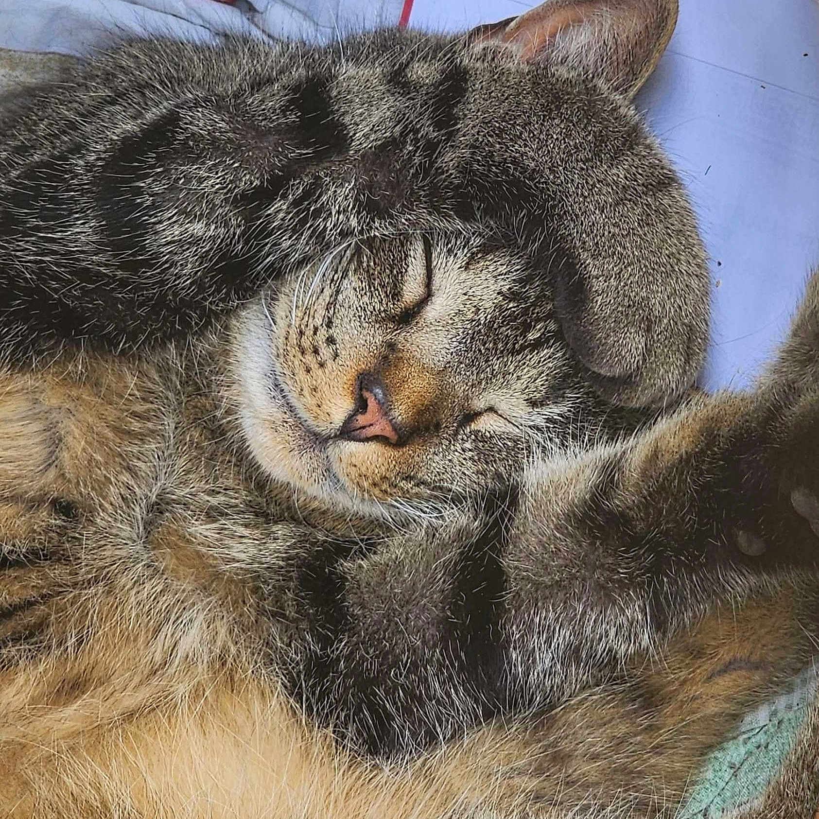 Pedro