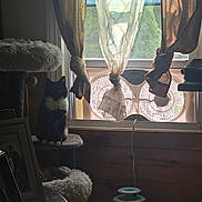 Ceecee joined the competition — help win amazing prizes! black_and_white_cat, cat, cat_toy, cat_tree, cord, cozy, curtains, daylight, domestic, fan, furniture, home, indoor, pet, photo_frame, shadow, sheer_curtain, table, window, wood_paneling