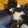 Ceecee is registered to the contest to win money with this photo: animal, black_and_white, blanket, cat, closeup, curious, cute, feline, fur, indoor, paw, pet, plaid, relaxing, resting, shadow, side_view, soft, whiskers, wood_floor