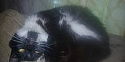 Ceecee is registered to the contest to win money with this photo: animal, black_and_white, cat, couch, cozy, curled_up, curtains, domestic_animal, feline, fur, home, indoor, paw, pet, relaxed, resting, sleepy, tail, whiskers, window