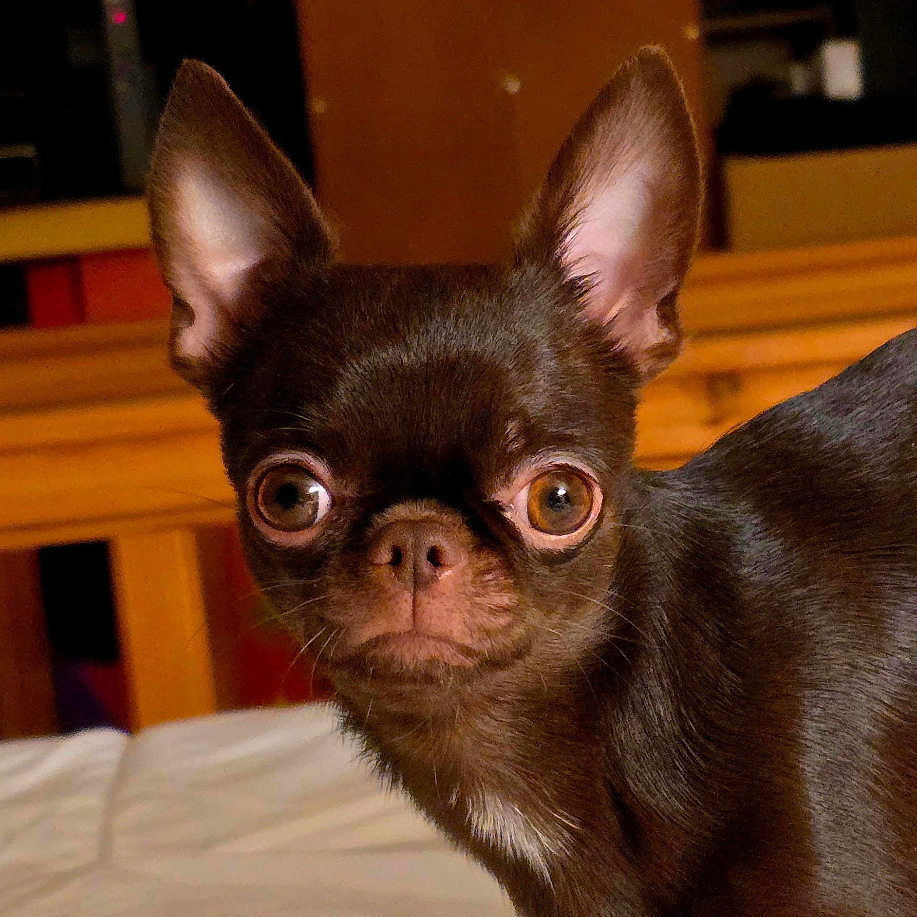 Pixelle participe au concours pour gagner de l'argent avec cette photo : alert, animal, bed, brown_fur, chihuahua, closeup, cute, dog, ears, expression, fur, indoor, looking_at_camera, nose, pet, portrait, small_dog, whiskers, wide_eyes, wooden_furniture