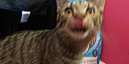 Sausage joined the competition — help win amazing prizes! animal, blur, carpet, cat, close_up, cute, domestic, ears, feline, furry, indoor, licking, mouth, pet, pet_food, red_wall, striped, tabby, tongue, whiskers