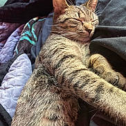 Sausage joined the competition — help win amazing prizes! animal, blanket, cat, closeup, comfort, cozy, cute, feline, fur, indoor, nap, paws, pet, relaxation, resting, sleeping, soft, striped, tabby, whiskers