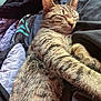 animal, blanket, cat, closeup, comfort, cozy, cute, feline, fur, indoor, nap, paws, pet, relaxation, resting, sleeping, soft, striped, tabby, whiskers