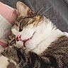 animal, bed, cat, cozy, cute, cute_face, domestic, feline, fur, indoor, nap, pet, pillow, relaxed, resting, sleeping, soft, striped, tabby, whiskers