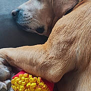 Pep'S participe au concours pour gagner de l'argent avec cette photo : animal, blanket, brown_fur, closeup, comfort, couch, dog, domestic, ear, grass, home, indoor, paw, pet, relaxed, resting, snout, soft_texture, toy, window