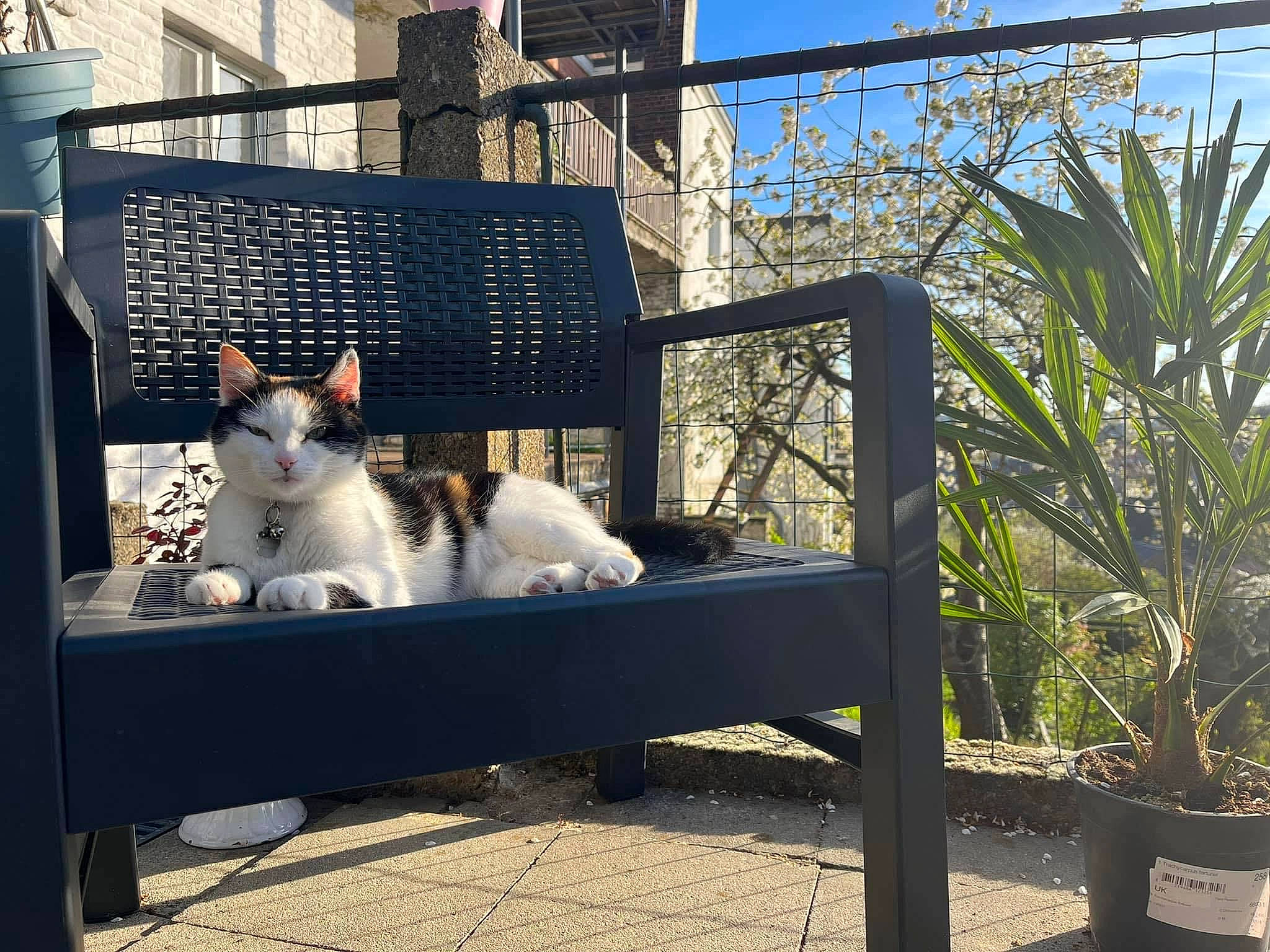 Maeva participe au concours pour gagner de l'argent avec cette photo : animal_shelter, arecales, carnivore, cat, companion_dog, domestic_short_haired_cat, fawn, felidae, flowerpot, grass, metal, outdoor_furniture, plant, rectangle, shade, sky, small_to_medium_sized_cats, tail, whiskers, wood