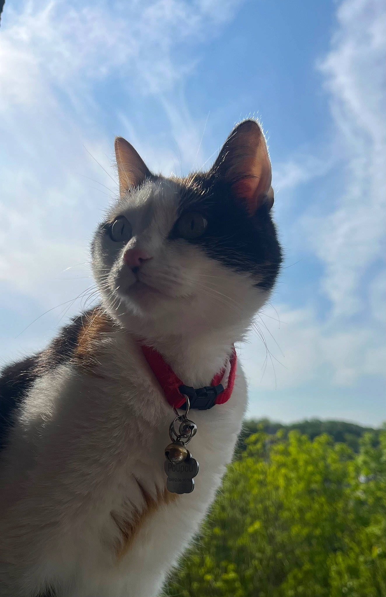 Maeva a rejoint le concours — aidez-le/la à gagner de superbes lots ! carnivore, cat, cloud, collar, cumulus, domestic_short_haired_cat, felidae, fur, grass, landscape, meteorological_phenomenon, plant, sky, small_to_medium_sized_cats, snout, tail, tree, whiskers, wildlife, wood