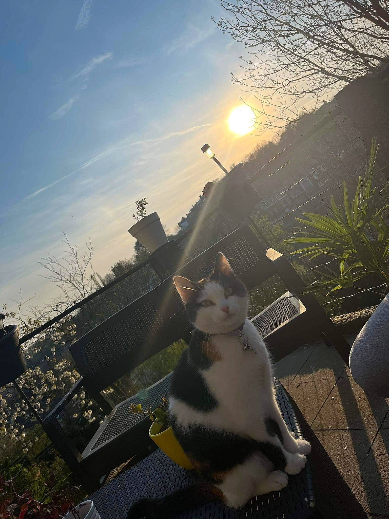 Maeva participe au concours pour gagner de l'argent avec cette photo : carnivore, cat, cloud, felidae, flash_photography, grass, landscape, lens_flare, morning, plant, sky, small_to_medium_sized_cats, street_light, sun, sunlight, sunrise, sunset, tail, tints_and_shades, tree