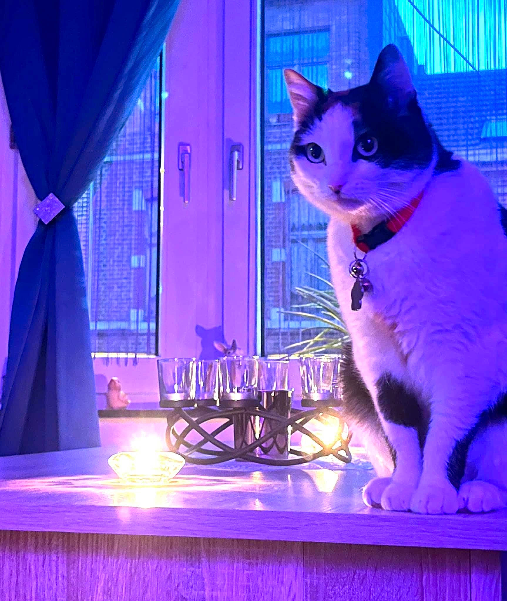 Maeva participe au concours pour gagner de l'argent avec cette photo : audio_equipment, blue, carnivore, cat, curtain, domestic_short_haired_cat, electric_blue, entertainment, event, felidae, fur, light, magenta, paw, purple, small_to_medium_sized_cats, snout, tail, violet, whiskers