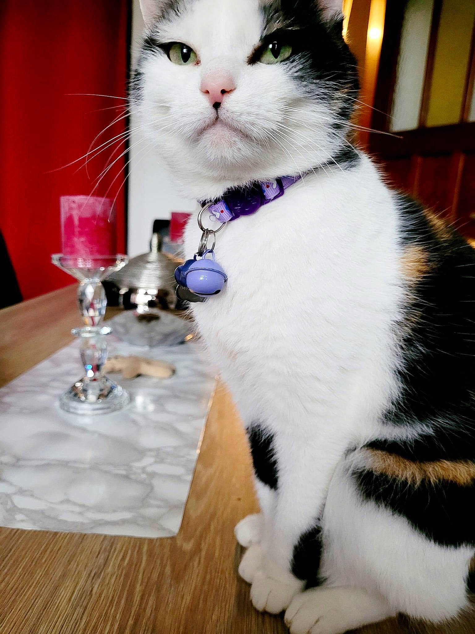 Maeva participe au concours pour gagner de l'argent avec cette photo : carnivore, cat, domestic_short_haired_cat, door, drinkware, event, felidae, formal_wear, fur, glass, plate, sitting, small_to_medium_sized_cats, snout, table, tableware, tail, whiskers, white, window