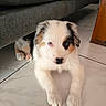 puppy, dog, dogs, australian_shepherd, merle, heterochromia, blue_eye, brown_eye, fluffy, white_fur, black_patches, brown_patches, lying_down, front_paws, portrait, indoor, living_room, sofa, tile_floor, cute