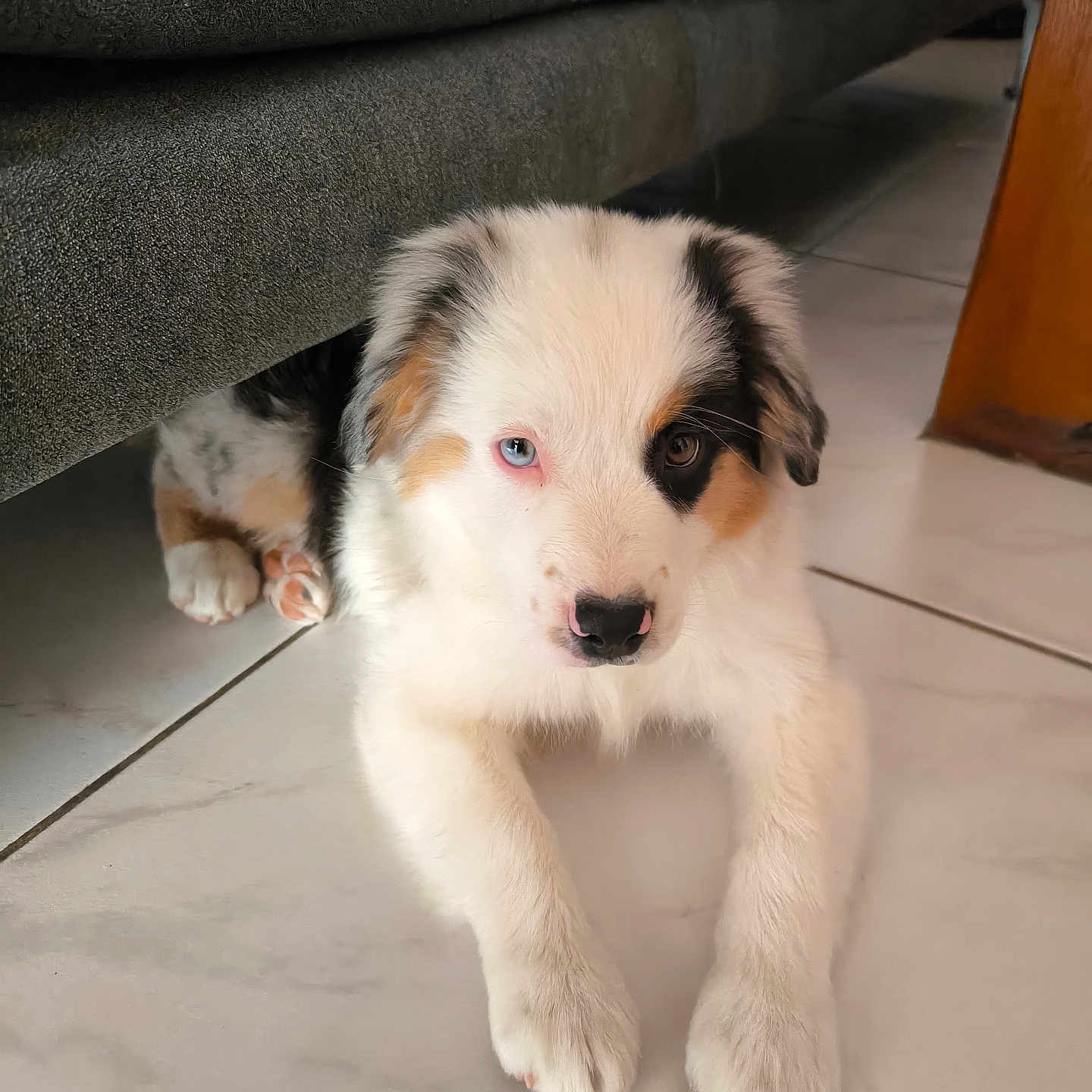 Bloop participe au concours pour gagner de l'argent avec cette photo : puppy, dog, dogs, australian_shepherd, merle, heterochromia, blue_eye, brown_eye, fluffy, white_fur, black_patches, brown_patches, lying_down, front_paws, portrait, indoor, living_room, sofa, tile_floor, cute